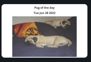 pug pictures